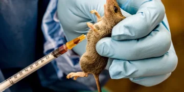 NCDC Raises Alarm as Lassa Fever Kills 109, Infects 469