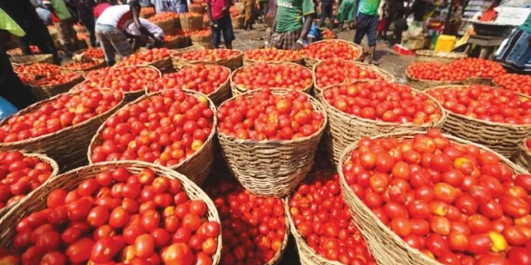 Tomato, Pepper Prices Surge Ahead of Sallah as Nigerians Struggle With Rising Food Costs